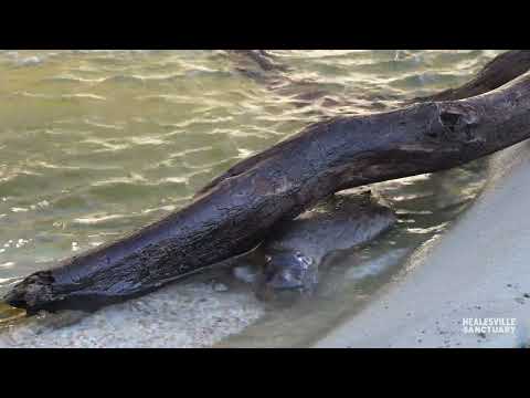 Splash-Happy Platypus Tests Out Pool