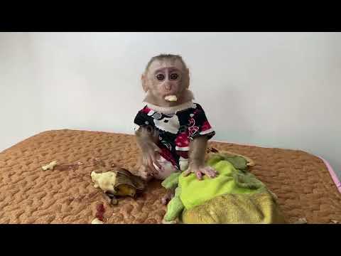 Ti Ti eating banana so sweet