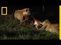 Leopard and Hyena Survival Challenges