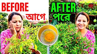 মরিচ গাছের পাতা কুঁকড়ে যাচ্ছে? নেতিয়ে যাচ্ছে? How to Prevent Chilli Plant from Dying, Curling Leaves