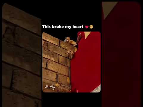this broke my heart 💔🥺#viralshort #cat