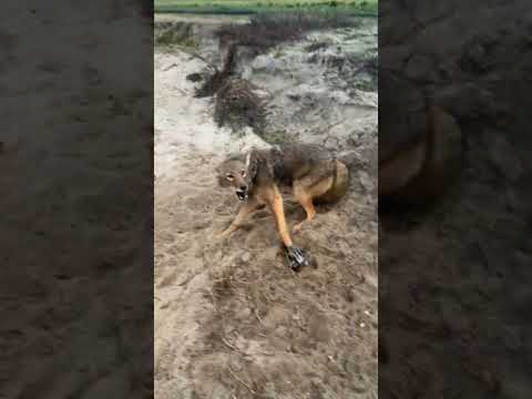 Howling coyote caught in a dirt hole set! #predators #coyotes #howlingdog #trapping