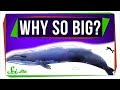 Marine Mammals and Their Size Dynamics
