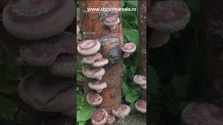 ciuperci shiitake pe bușteni