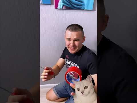 МЫ ХОТЕЛИ ПОМОЧЬ #cat #белка #кот