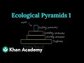Ecological Pyramids and Energy Flow