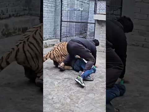 Sundarban Tiger Widows #shorts