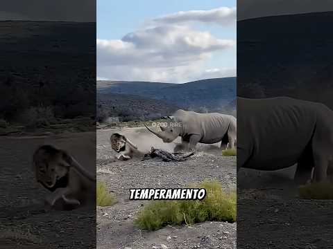 Os temperamentos mais PERIGOSOS da natureza #curiosidades #shorts #fyp #animal #mundoselvagem