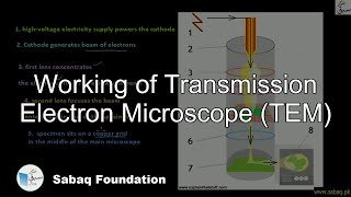 Working of Transmission Electron Microscope (TEM)