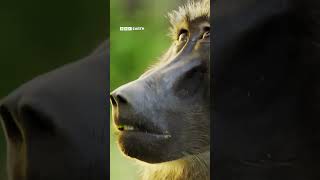 20 years of Planet Earth. The series that changed the way we see the world 🌎 💚 #DavidAttenborough