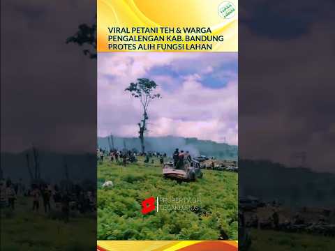 Petani Pangalengan Kab.Bandung Mengamuk😱#shortvideo #petani #kebunteh #pangalengan #bandung