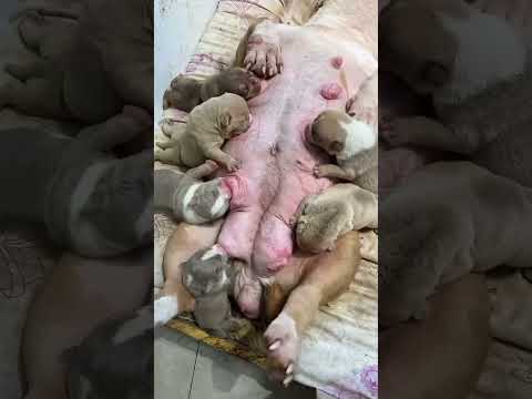 #asmr#shorts#pet#dog#개#애완 동물