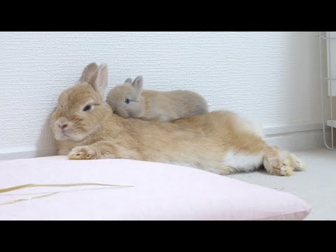 やんちゃな四つ子の遊びに付き合うママうさぎ