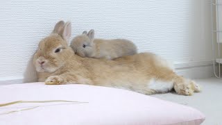 やんちゃな四つ子の遊びに付き合うママうさぎ