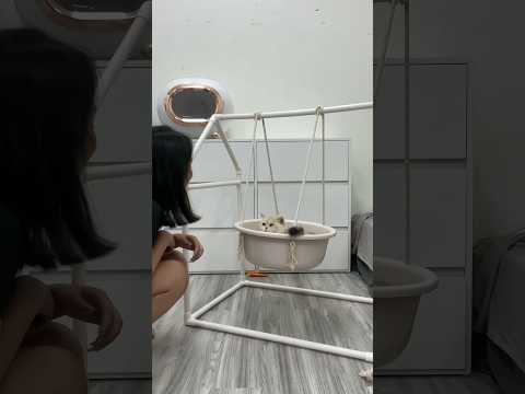 Tự làm võng mèo đơm giản mà mèo mê - Thảo Mèo #thaomeo #dcgr #meo #mèo #vongmeo #diy