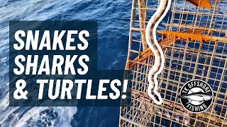 Sharks, Snakes, and Cooking With TK | TK Offshore Fishing