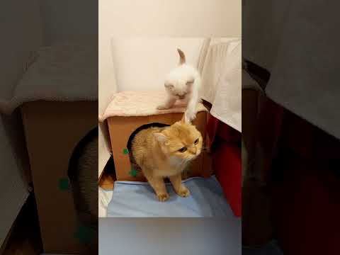 The kitten asks the cat to play with him