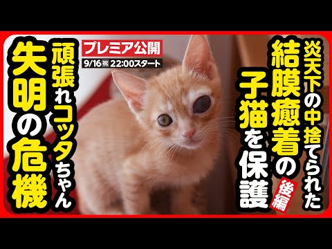 【子猫 保護】左目を失うかもしれない...炎天下の中捨てられた茶トラ兄弟【後編】