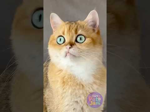 When a Cat Wants Cake! 🍰 Owner Shares! 😲😹