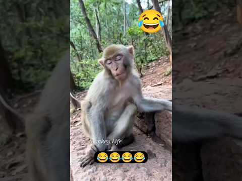 Sleeping Monkey Funny 🤣🤪