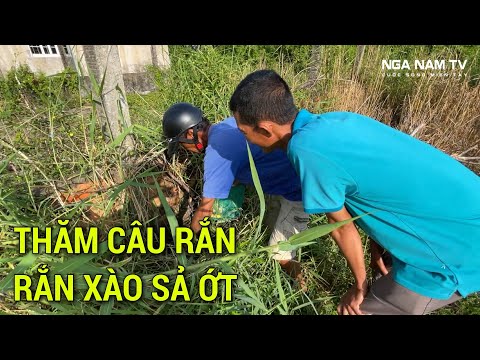 Thăm Câu Rắn Hú Hồn Khi Phát Hiện Con Rắn 3 Màu Xém Nữa À, Rắn Xào Sả Ớt Dân Dã Miền Tây/NGÃ NĂM TV