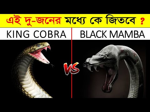 এই দুই ভয়ংকর সাপের লড়াইয়ে কে জিতবে ? KING COBRA VS BLACK MAMBA | King cobra | Black mamba