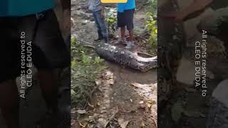 Fath3r cries after le@rning his missing son may be inside a giant snake — he acts fast, hoping to ..