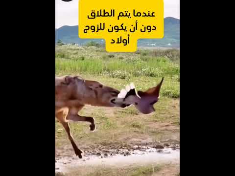 الطلاق في حالة عدم وجود اطفال