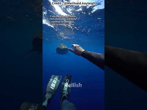 How to survive Shark attack ?