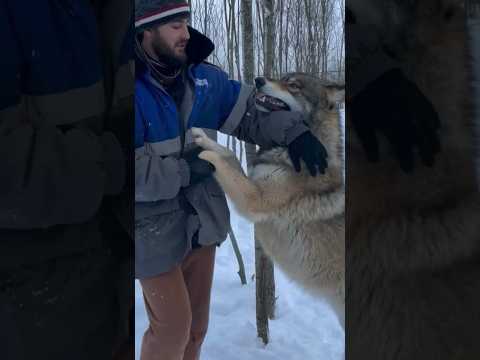 Попытка доминировать 😱‼️ Якутский ВОЛК