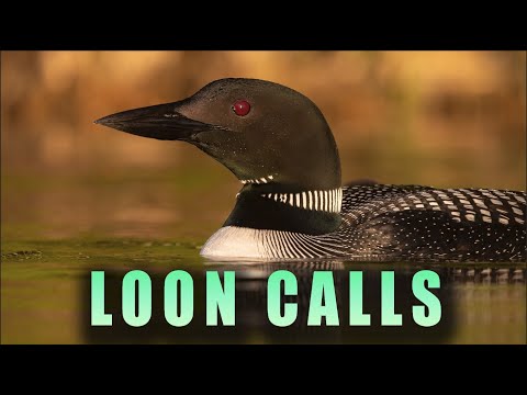 Loon Calls