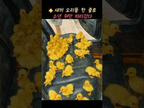 새끼 오리 8마리와 떠난 여행... 모두가 놀란 장면