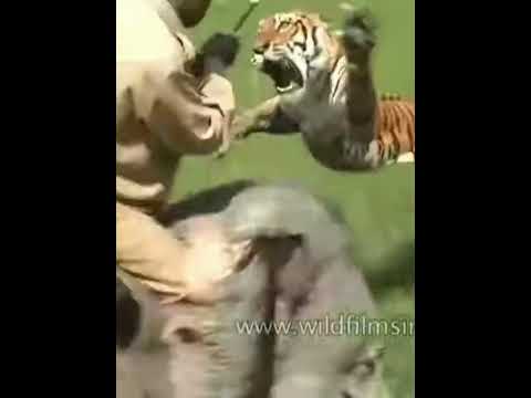 What would you do? #tiger  #trollface