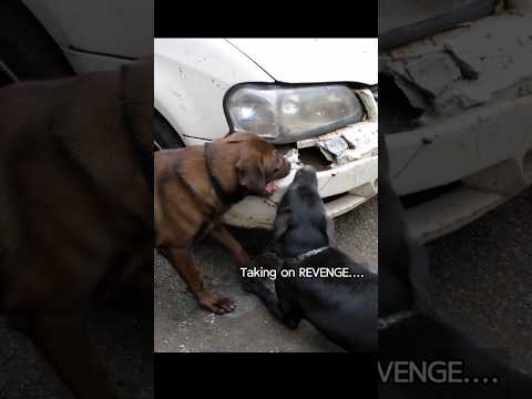 The Stray Pack’s Revenge