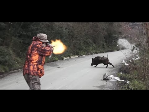 2023 YILININ EN GÜZEL DOMUZ AVLARI - THE BEST WILD BOAR HUNTS OF 2023