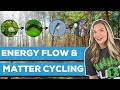 Energy Flow and Ecosystem Dynamics