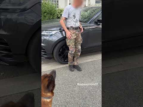 C'est un fou lui ! 😨😨 #redog #malinois #chien
