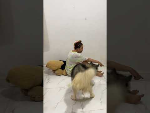 Aww!! TONY need to play with KOUCH very much but KOUCH giving food #careful #shorts #funny