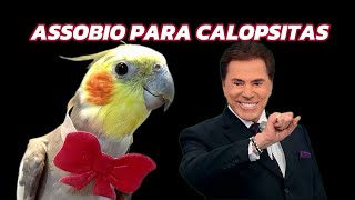 ASSOBIO PARA CALOPSITA - SILVIO SANTOS VEM AÍ !!!