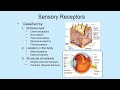 Sensory Receptors and Their Functions
