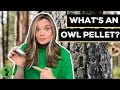 Understanding Owl Pellets and Their Analysis