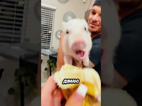 НЕ ЗАВОДИТЕ МИНИПИГА
