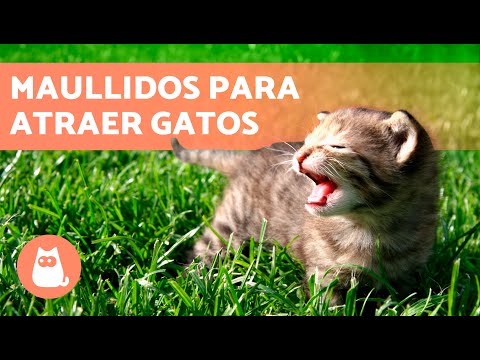 SONIDOS para que tu GATO VENGA 📣🐈 (Maullidos para ATRAER a tu GATO cuando se ESCONDA)