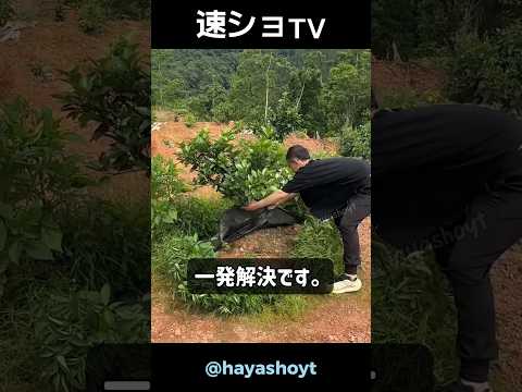 草一本抜かずに雑草を全滅させた方法。