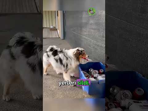 Köpeğin Sahibine Olan Sadakati: Evde Temizlik Yapan Köpek Hikayesi