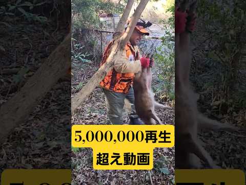 イノシシ手掴みガチ生捕り 最高の状態で捕獲 #イノシシ #ジビエ料理 #最高の食材#危険生物バスターズ