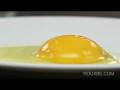 Egg Structure and Function Assessment