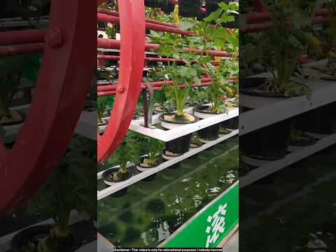 Vegetable plants without soil 😯 #technology #agriculture
