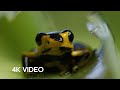 Exploring Extraordinary Wildlife Across Continents