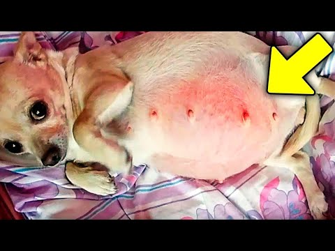 Vet Sees Dog's Belly Growing When You Look Inside You Get Scared